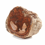 Pièce-Unique-en-Bois-Fossile-de-506g---1-Face-Polie-_-Origine-Madagascar-2