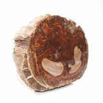Pièce-Unique-en-Bois-Fossile-de-506g---1-Face-Polie-_-Origine-Madagascar-1