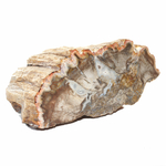 Pièce-Unique-en-Bois-Fossile-de-495g---1-Face-Polie-_-Origine-Madagascar-1