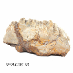 Pièce-Unique-en-Bois-Fossile-de-495g---1-Face-Polie-_-Origine-Madagascar-3