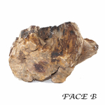 Pièce-Unique---Bois-Fossile-en-Tranche-de-564g---1-Face-Polie-4