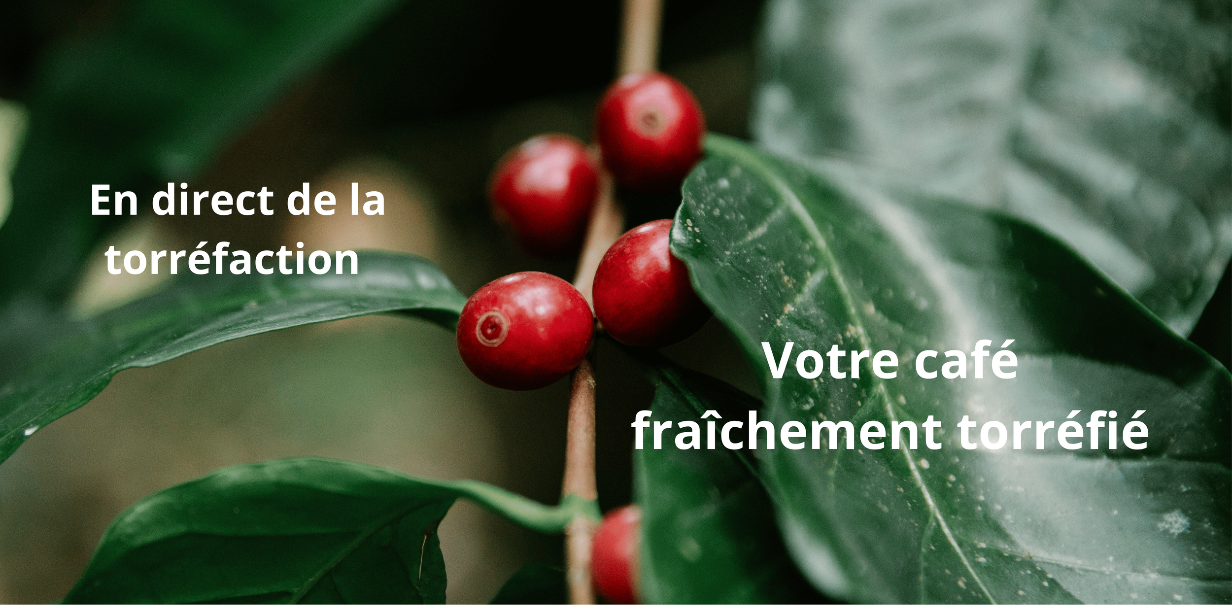En direct de la torréfaction : votre café Pikaro fraîchement torréfié