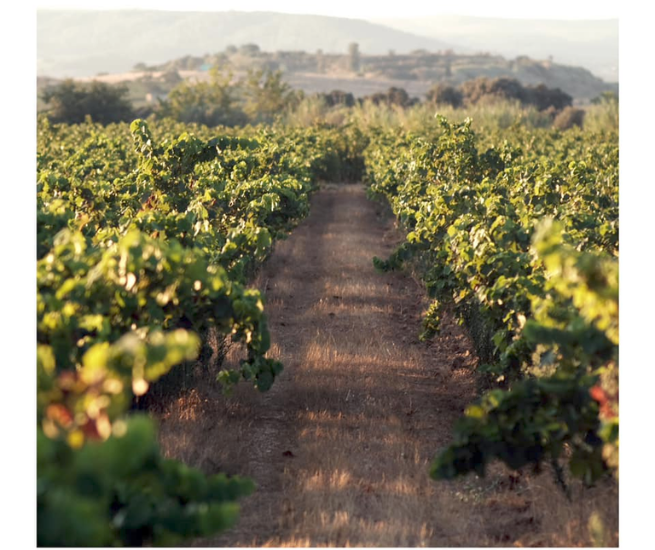 vigne cassagne