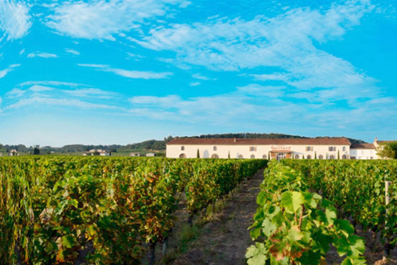 Vignes Domaine Bader