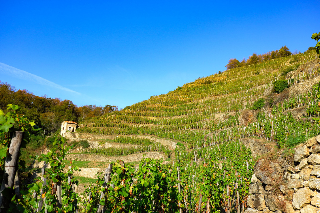 Vignes Domaine Bader