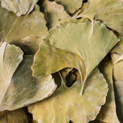 2020-gingko-biloba-001