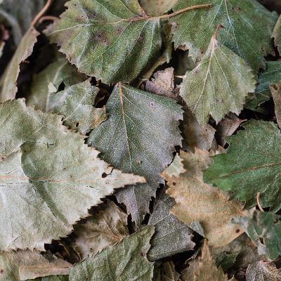 2020-bouleau-feuille-001