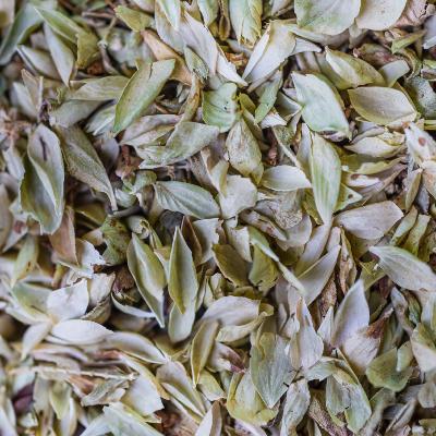 2020-origan-feuille-001