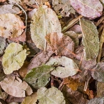 2020-myrtille-feuille-002