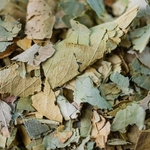 2020-oranger-bigaradier-feuille-001