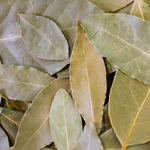 2020-laurier-feuille-001