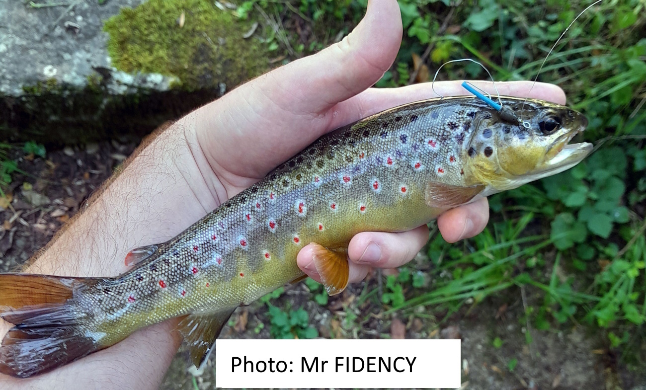 photo Mr Fidency(bullet)