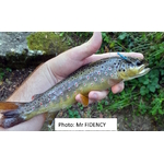 photo Mr Fidency(bullet)