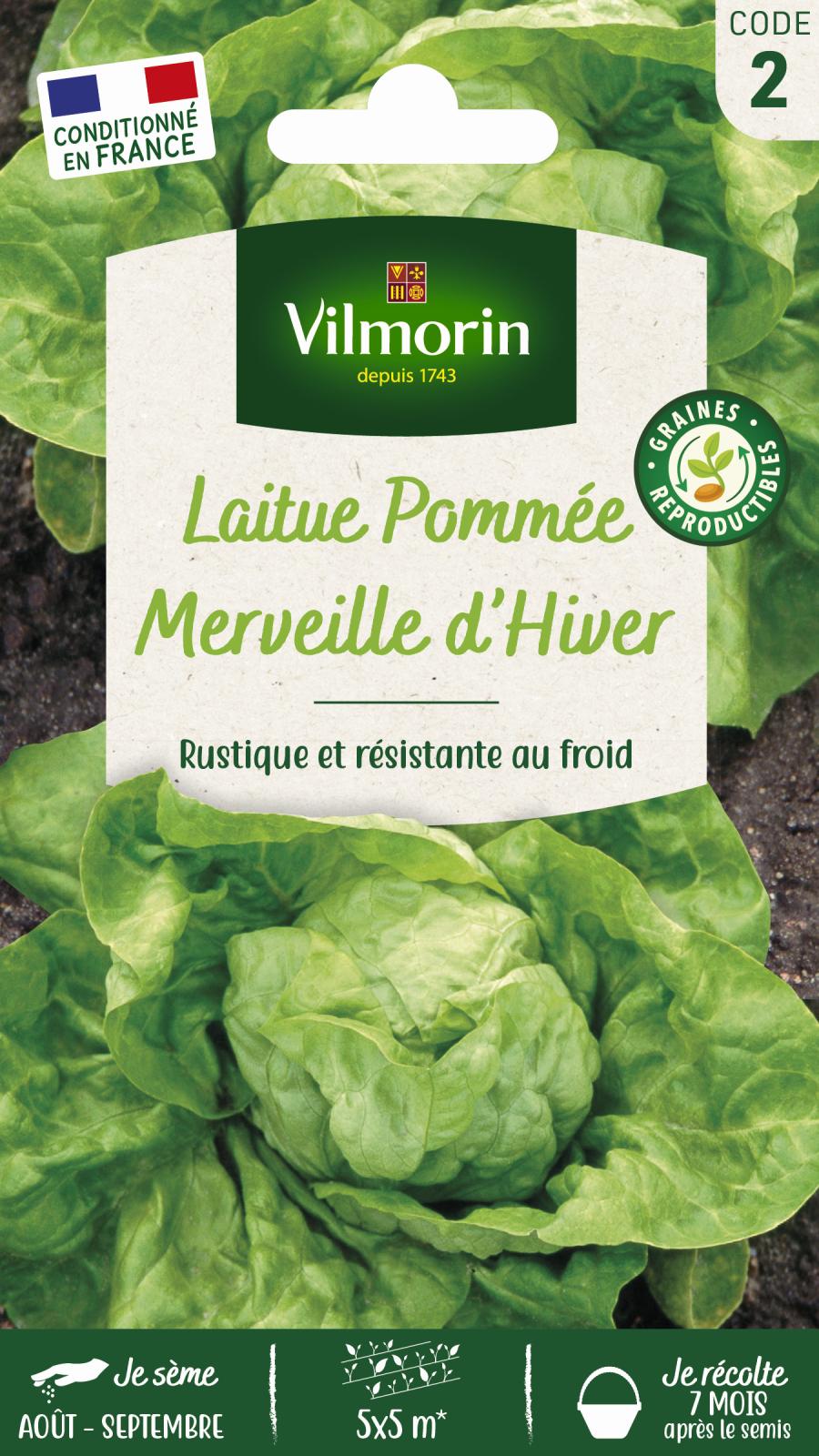 Laitue d\'Hiver Merveille d\'Hiver - 4gr