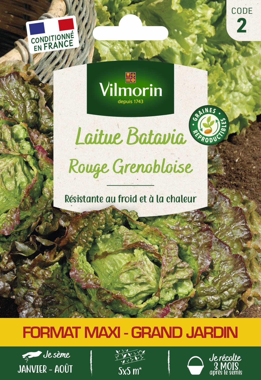 Laitue Batavia Rouge Grenobloise - 10gr