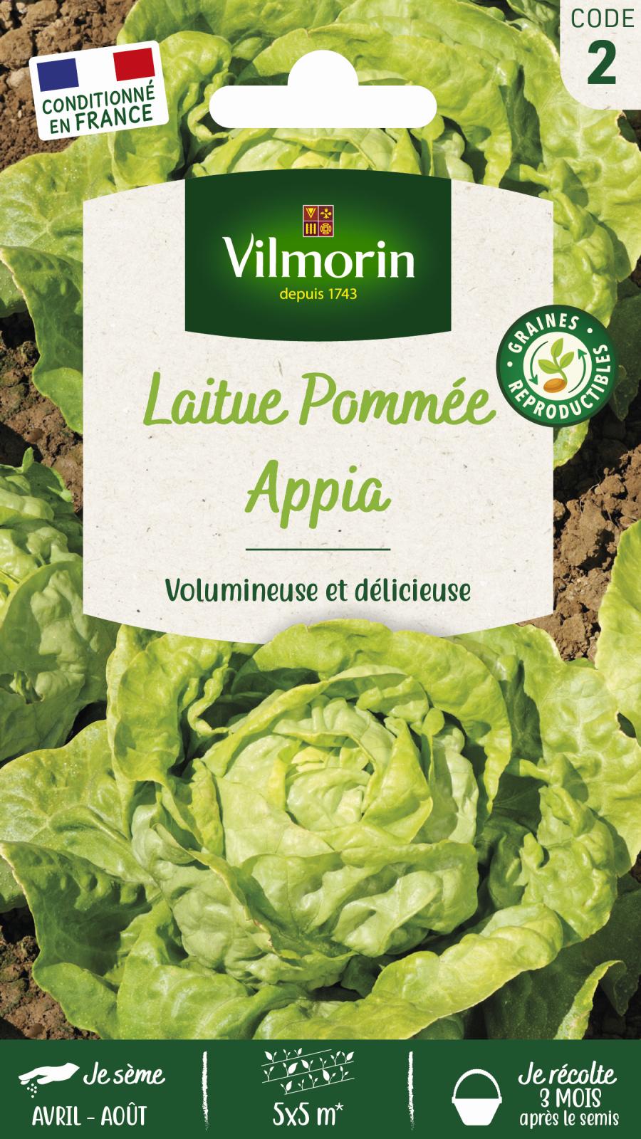 Laitue Pommée Appia - 3gr