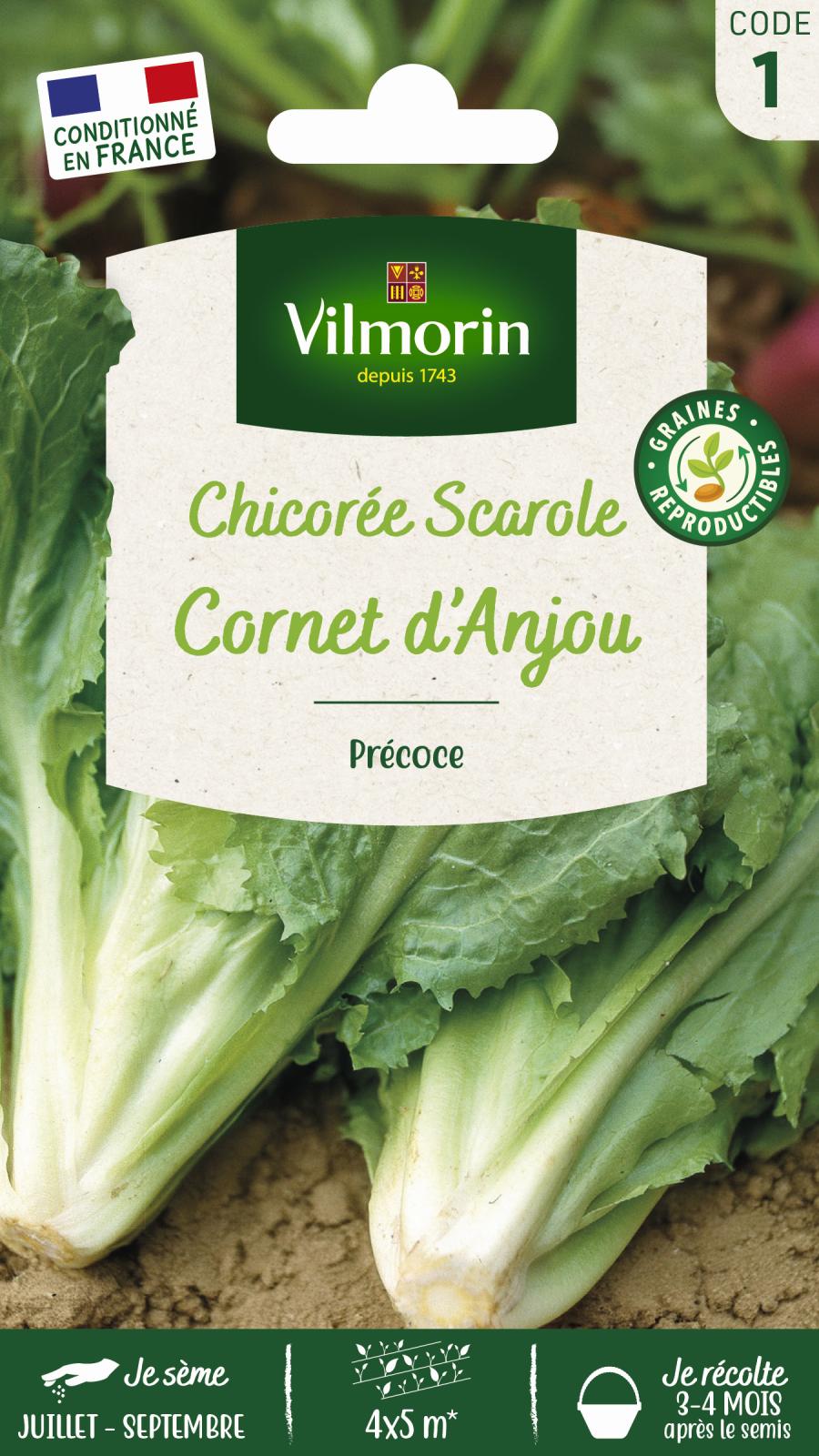 Chicorée Scarole Cornet d\'Anjou - 4gr