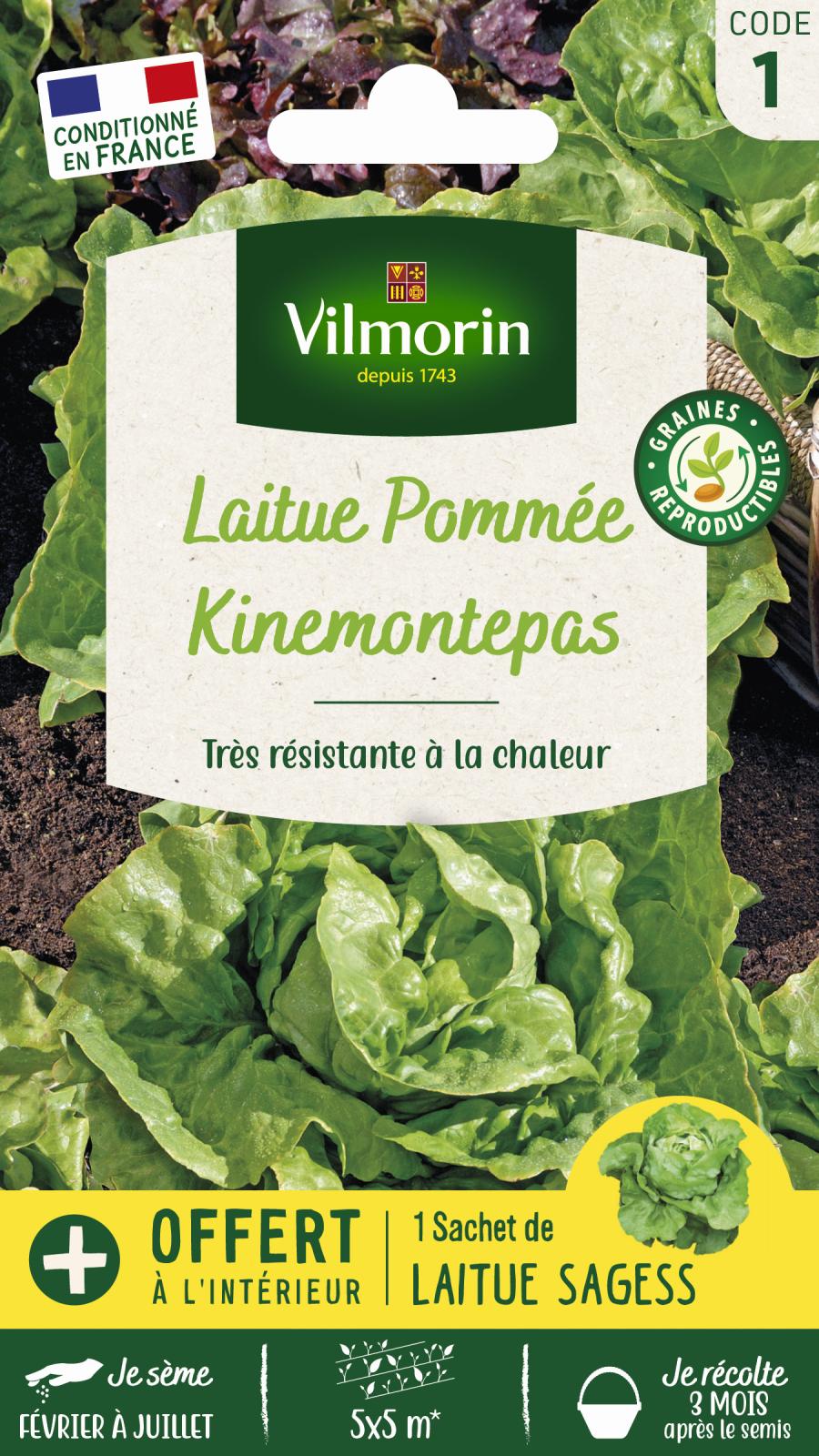 Laitue Pommée Kinemontepas - 4gr + Échantillon Sagess Offert