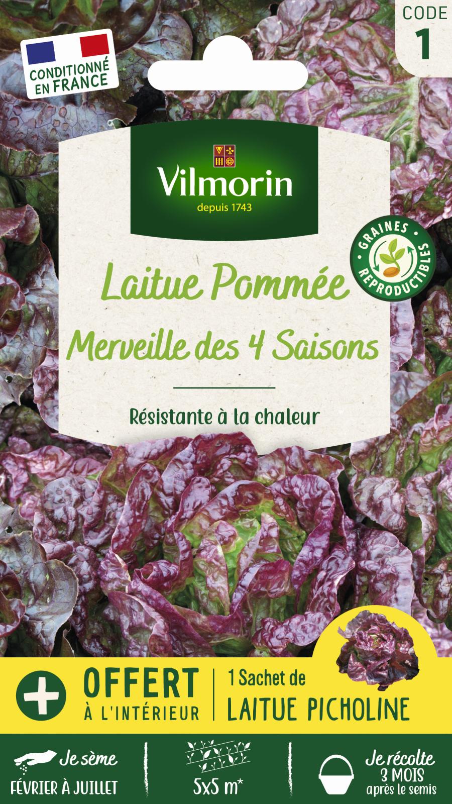 Laitue Pommée Merveille des 4 Saisons - 4gr + Échantillon Picholine Offert