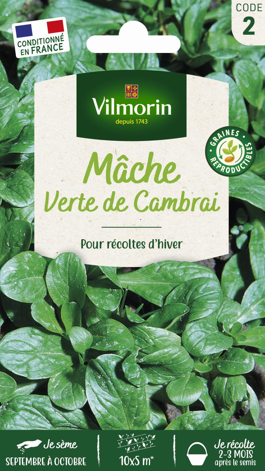 Mâche Verte de Cambrai - 3gr