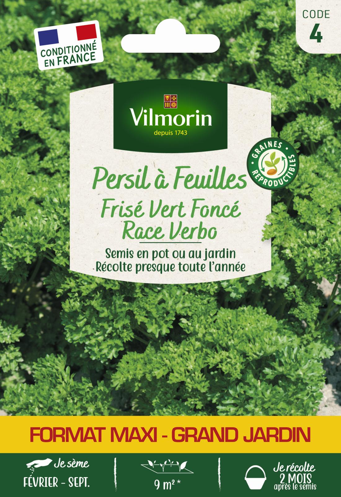 Persil Frisé Vert Foncé Race Verbo - Grand Modèle - 15gr