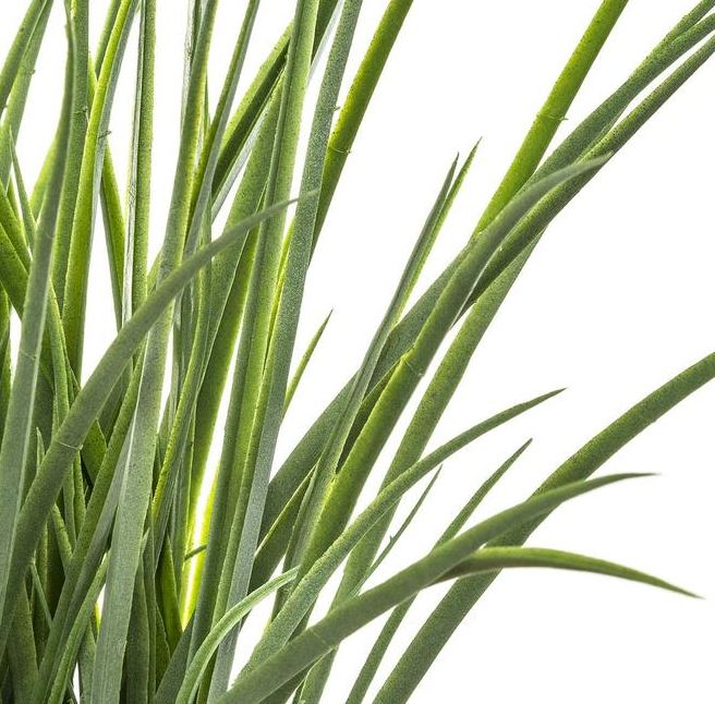 HERBE2