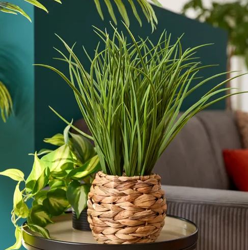 herbe4