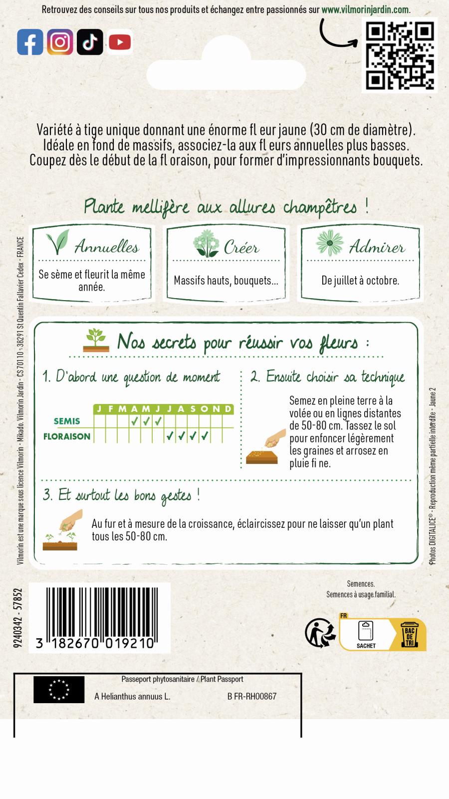 Tournesol geant 2