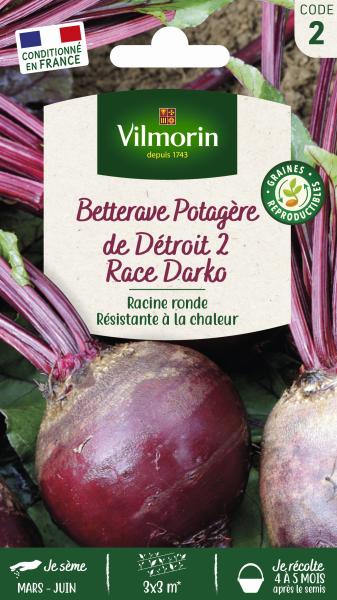 Betterave de Détroit 2 Race Darko - 5gr