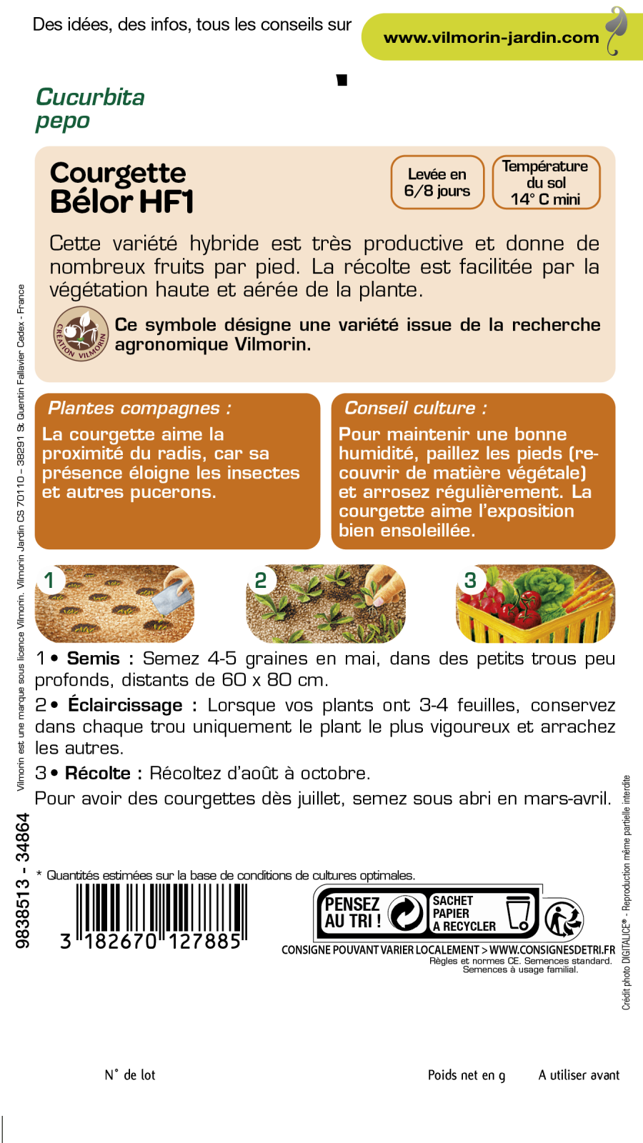 Courge belor 1