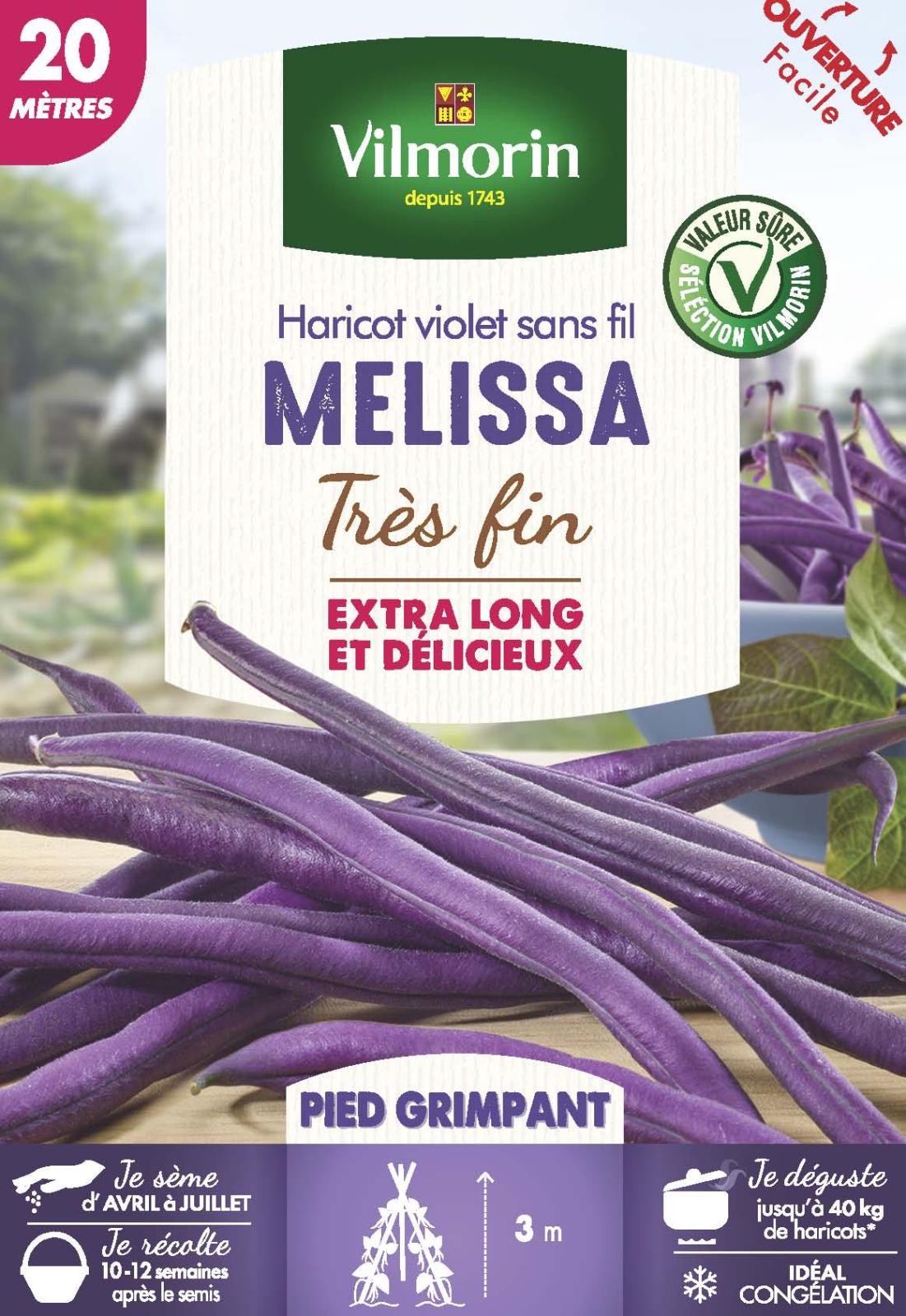 Haricot Grimpant Violet Mélissa - 20m