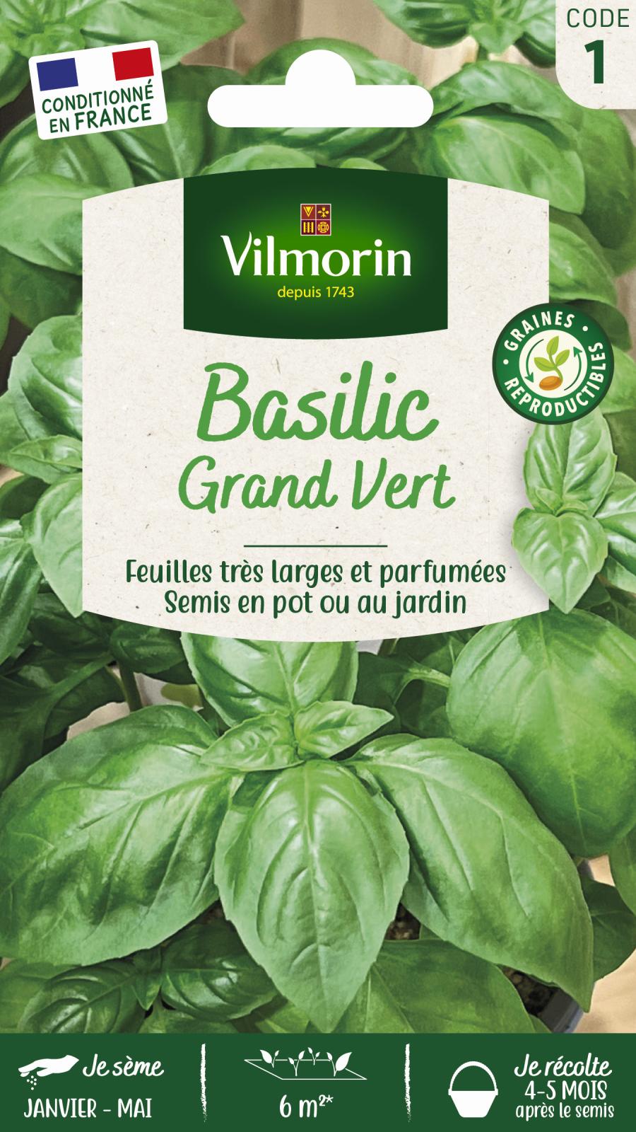 Basilic Grand Vert - 2gr