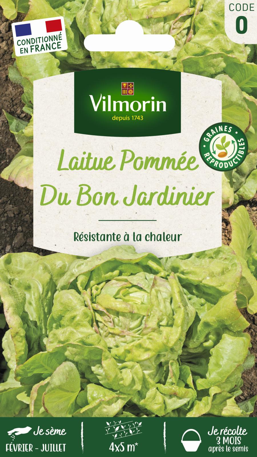 Laitue Pommée du Bon Jardinier - 3gr