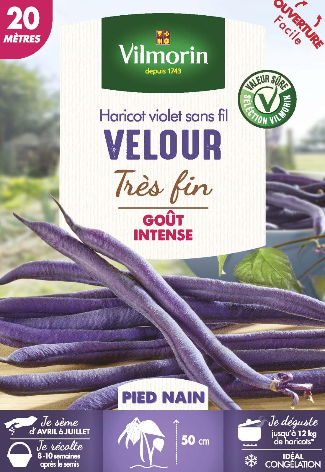 Haricot Nain Violet Velour - 20m