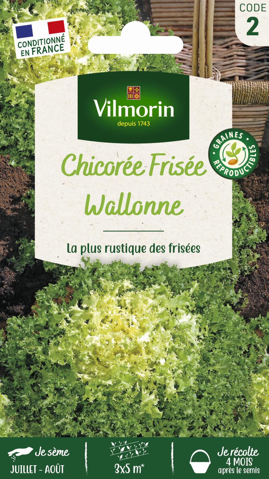 Chicorée Frisée Wallonne race Lorca - 4gr