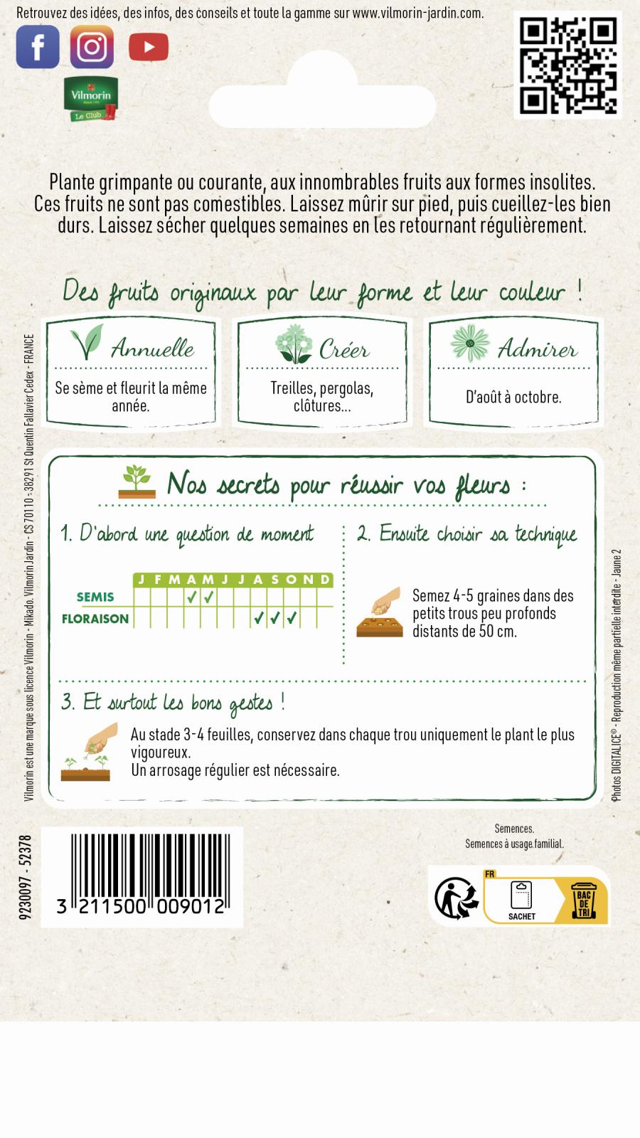 coloquinte 2
