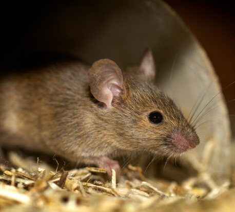 Anti Nuisibles Souris