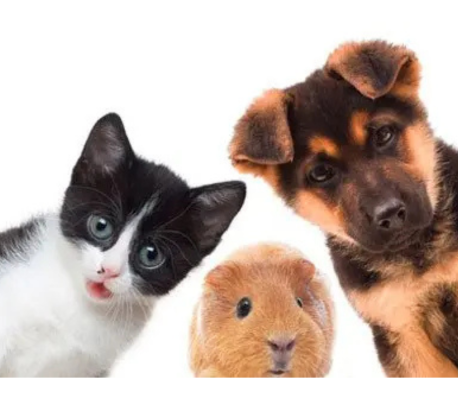 NOS AMIS LES ANIMAUX
