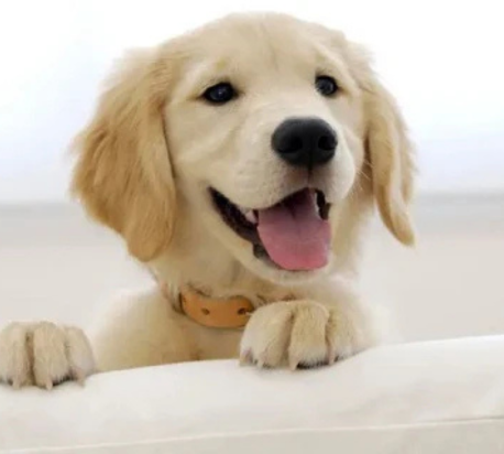 Nos Amis Les Chiots