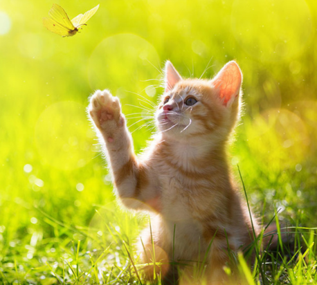 Nos Amis Les Chat