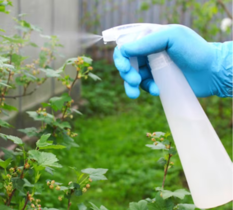 Traitement du jardin