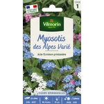 MYOSOTIS