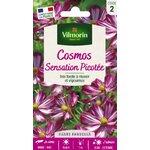 cosmos picotee