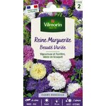 REINE MARGUERITE 1
