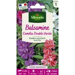 BALSAMINE 1