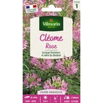 cleome 1