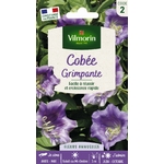 cobee bleue