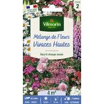 vivace 1