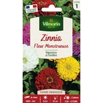 zinnia 1