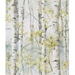 Betula